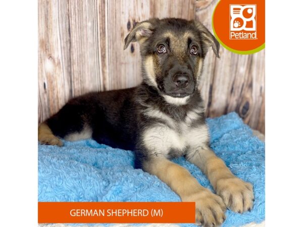 German Shepherd Dog DOG Male Black / Tan 8765 Petland Dayton, Ohio