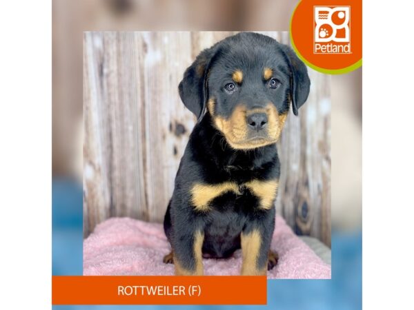 Rottweiler-DOG-Female-Black & Tan-8772-Petland Dayton, Ohio