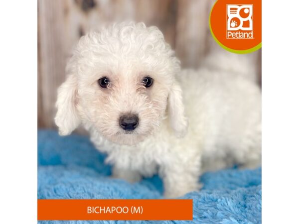 Bichapoo DOG Male White 8771 Petland Dayton, Ohio