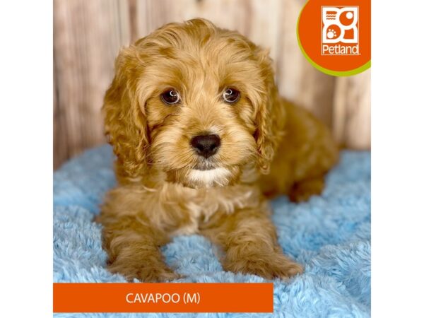 Cavapoo-DOG-Male-Gold-8770-Petland Dayton, Ohio