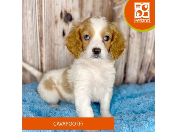 Cavapoo-DOG-Female-Red, parti-8768-Petland Dayton, Ohio