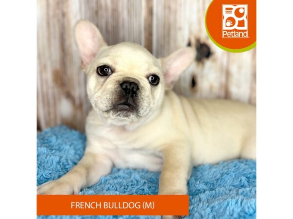 French Bulldog DOG Male Cream 8731 Petland Dayton, Ohio