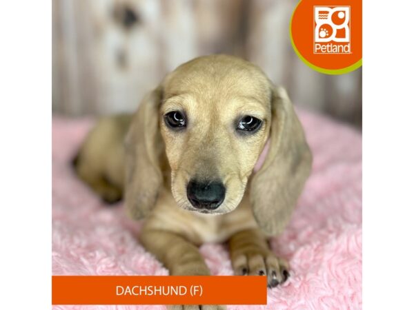 Dachshund DOG Female Fawn 8778 Petland Dayton, Ohio