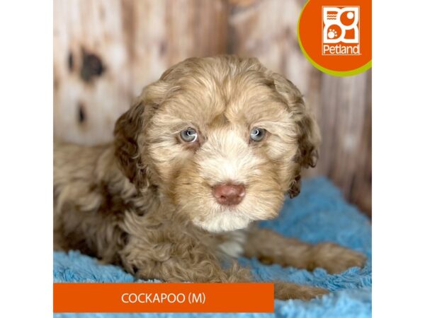 Cockapoo DOG Male Chocolate Merle 8777 Petland Dayton, Ohio