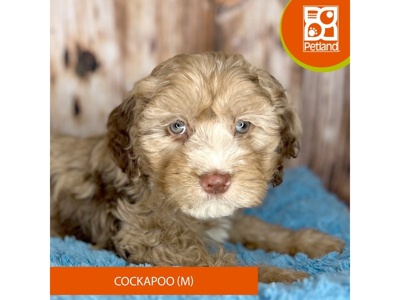 Cockapoo petland sales