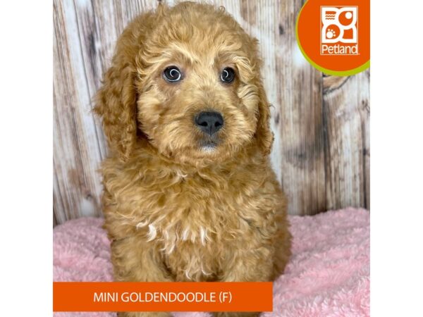 Mini Goldendoodle-DOG-Female-Red-8776-Petland Dayton, Ohio