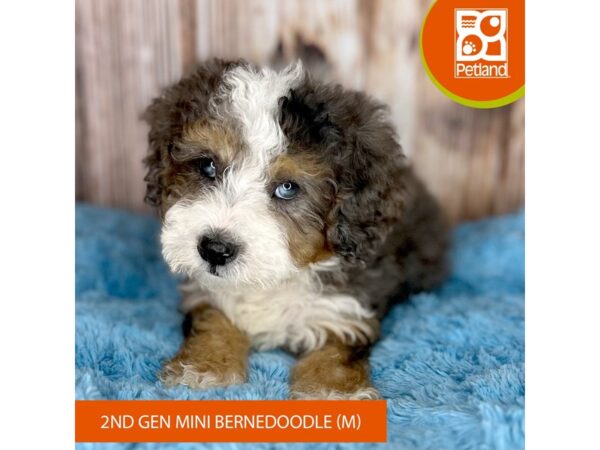 2nd Generation Mini Bernedoodle-DOG-Male-Blue Merle-8775-Petland Dayton, Ohio