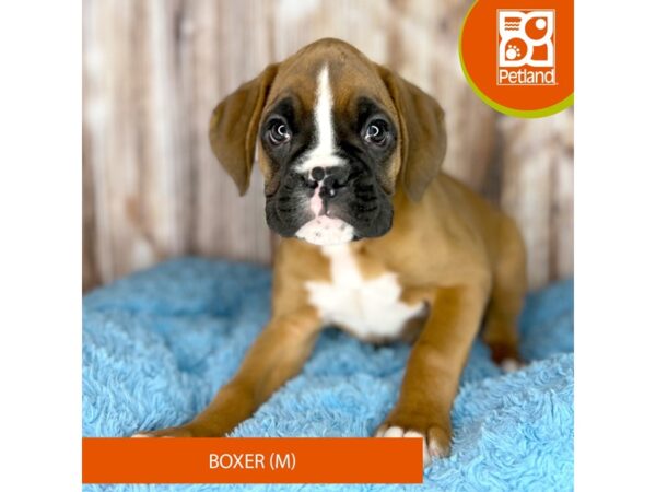 Boxer DOG Male Fawn 8774 Petland Dayton, Ohio