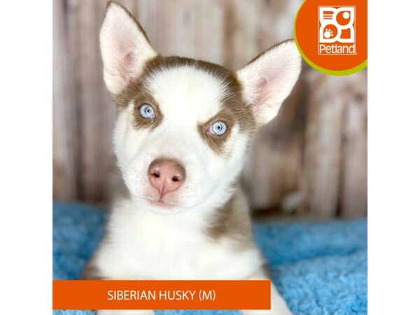 Siberian Husky DOG Male Red / White 8773 Petland Dayton, Ohio