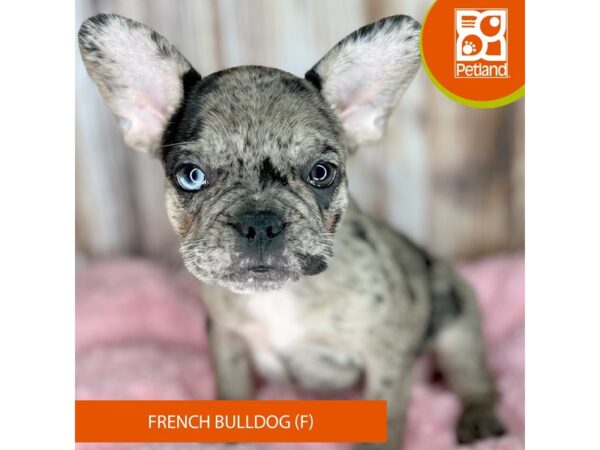 French Bulldog DOG Female Blue Merle 8779 Petland Dayton, Ohio