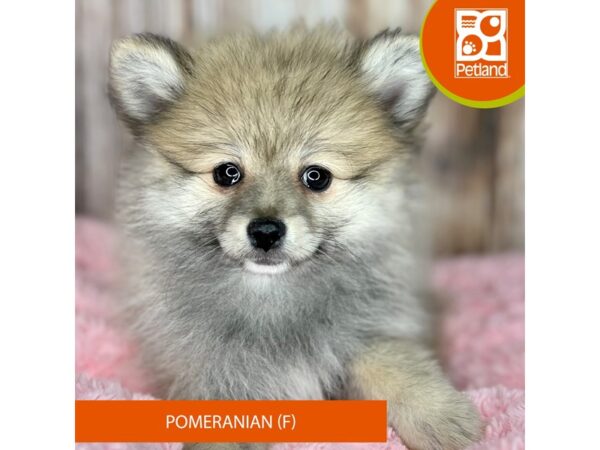 Pomeranian-DOG-Female-Red Sable-8780-Petland Dayton, Ohio