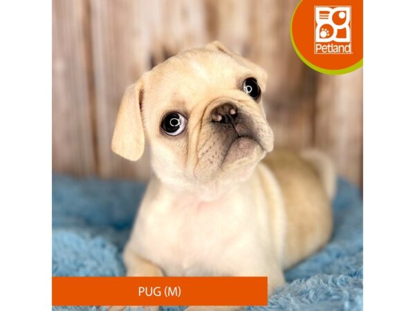 Pug DOG Male Cream 8781 Petland Dayton, Ohio