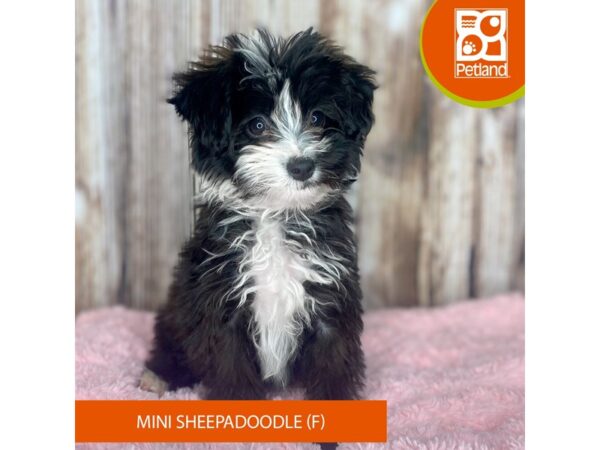 Sheepadoodle Mini DOG Female Black / White 8790 Petland Dayton, Ohio