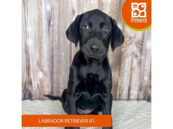 Labrador Retriever DOG Female Black 8787 Petland Dayton, Ohio