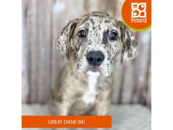 Great Dane DOG Male Merle 8783 Petland Dayton, Ohio