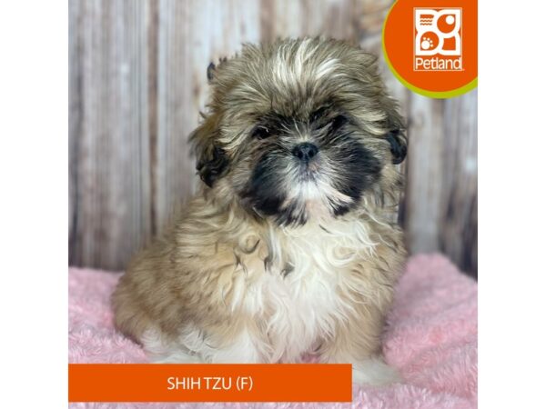 Shih Tzu-DOG-Female-Gold / White-8788-Petland Dayton, Ohio