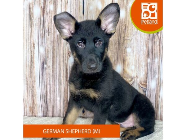 German Shepherd Dog DOG Male Black / Tan 8791 Petland Dayton, Ohio