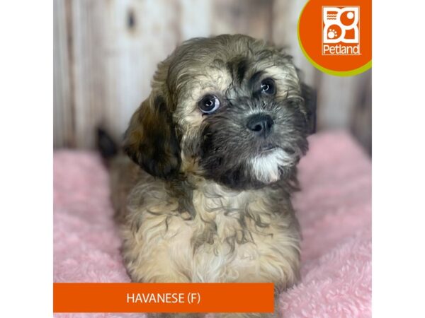 Havanese-DOG-Female-Brown-8795-Petland Dayton, Ohio