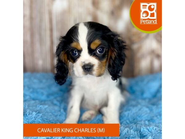 Cavalier King Charles Spaniel-DOG-Male-Black Tan / White-8794-Petland Dayton, Ohio