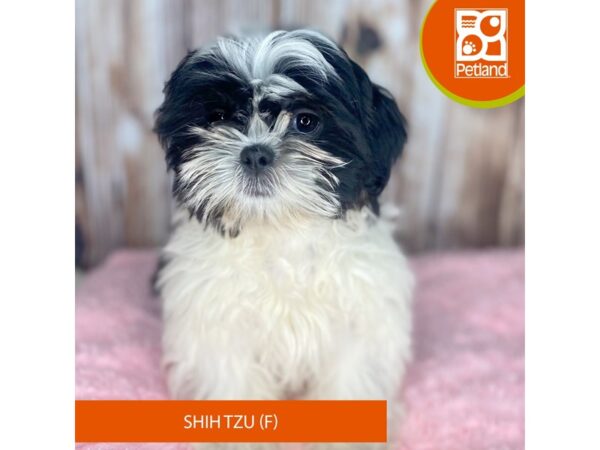 Shih Tzu DOG Female Brown / White 8793 Petland Dayton, Ohio