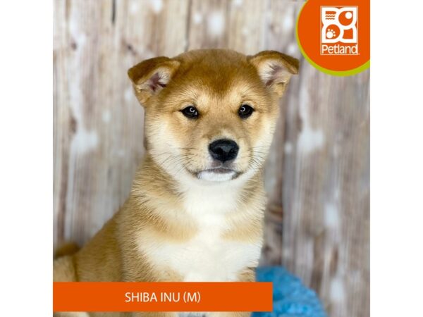 Shiba Inu-DOG-Male-Red Sesame-8792-Petland Dayton, Ohio