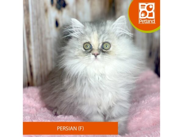 Persian CAT Female Shaded Silver 8759 Petland Dayton, Ohio