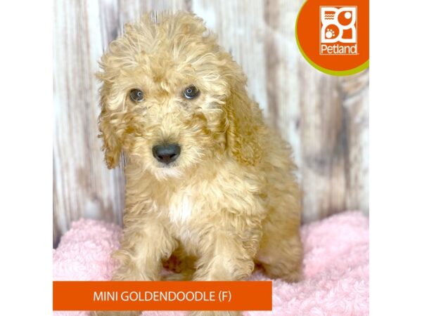 Mini Goldendoodle-DOG-Female-Red-8767-Petland Dayton, Ohio