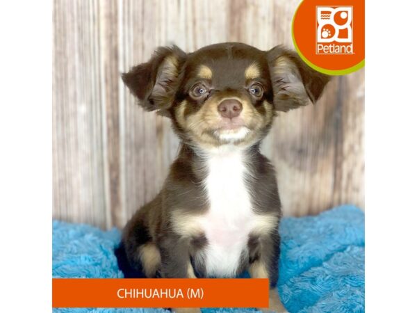 Chihuahua-DOG-Male-Chocolate / Tan-8798-Petland Dayton, Ohio