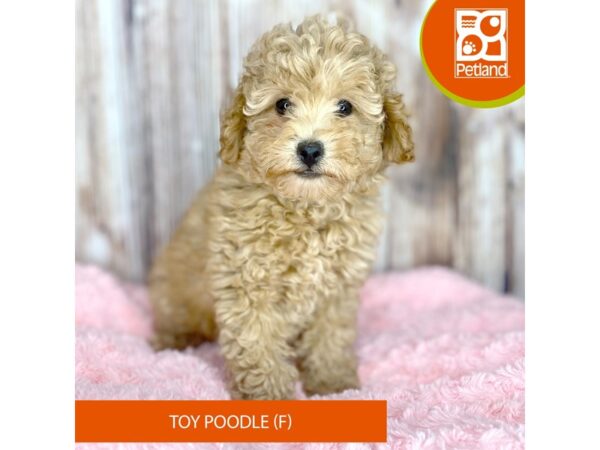 Poodle Toy-DOG-Female-Apricot-8799-Petland Dayton, Ohio