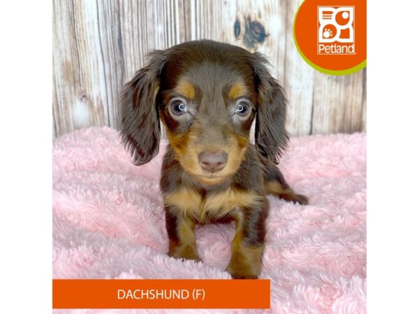 Dachshund Puppy Chocolate / Tan ID:3216 Located at Petland