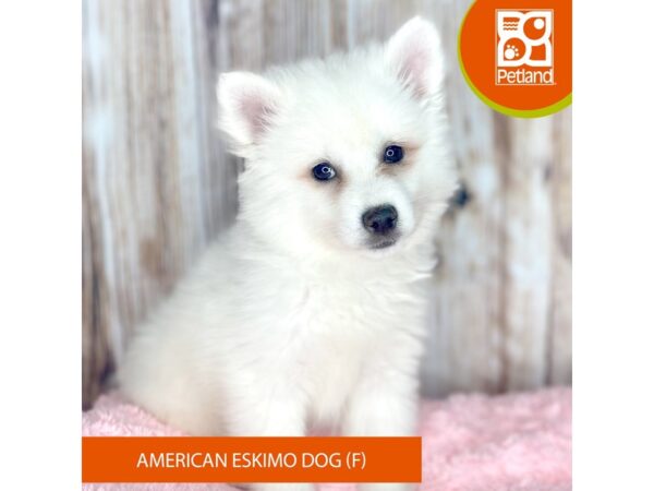 American Eskimo Dog DOG Female White 8802 Petland Dayton, Ohio