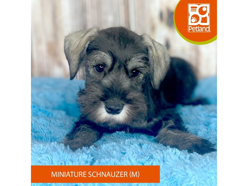 Miniature Schnauzer-Male-Black / Silver-3990364-Petland Dayton