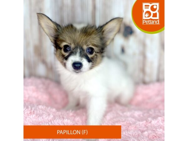 Papillon Dog Female Sable / White 8804 Petland Dayton, Ohio