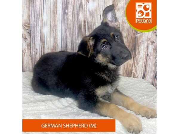 German Shepherd DOG Male Black & Tan 8811 Petland Dayton, Ohio