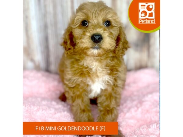 Goldendoodle Mini F1b-DOG-Female-Red-8810-Petland Dayton, Ohio