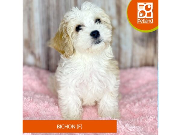 Cavachon Dog Female White / Blenheim 8809 Petland Dayton, Ohio