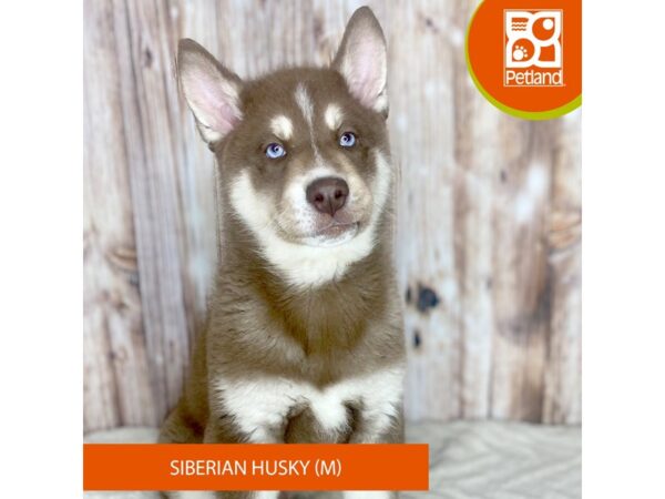 Siberian Husky-DOG-Male-Red / White-8808-Petland Dayton, Ohio