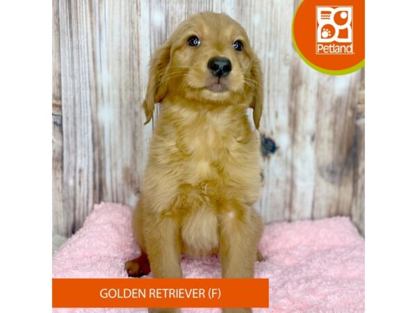 Golden Retriever DOG Female Golden 8807 Petland Dayton, Ohio