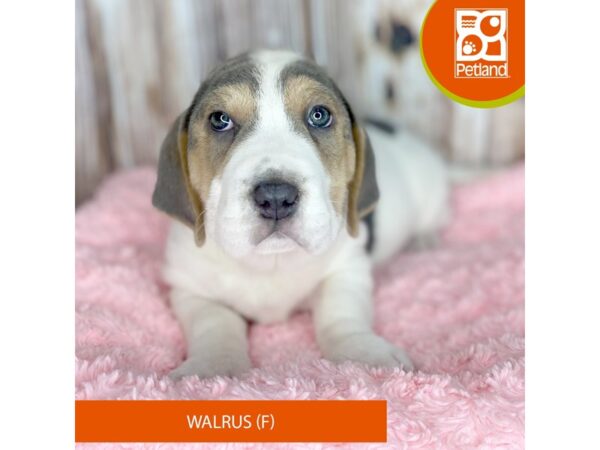 Walrus-DOG-Female-Lilac-8806-Petland Dayton, Ohio