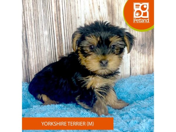 Yorkshire Terrier-DOG-Male-Black / Tan-8805-Petland Dayton, Ohio