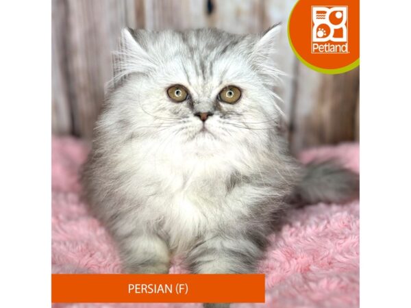 Persian-CAT-Female-Shaded Silver-8758-Petland Dayton, Ohio