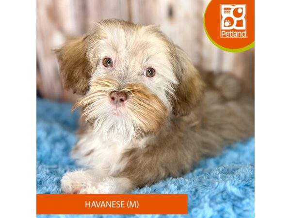 Havanese DOG Male Tri-Colored 8740 Petland Dayton, Ohio