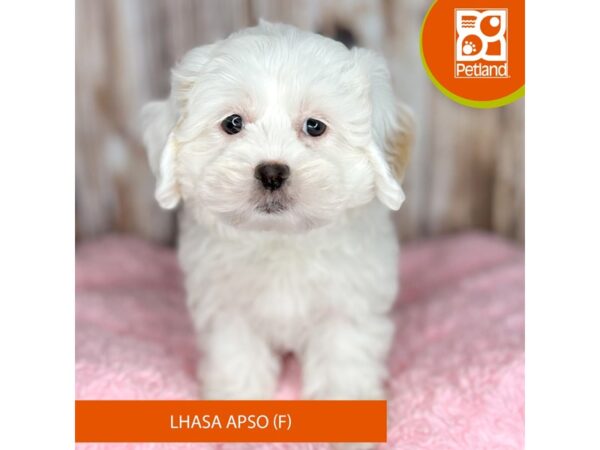 Lhasa Apso-DOG-Female-White / Cream-8818-Petland Dayton, Ohio