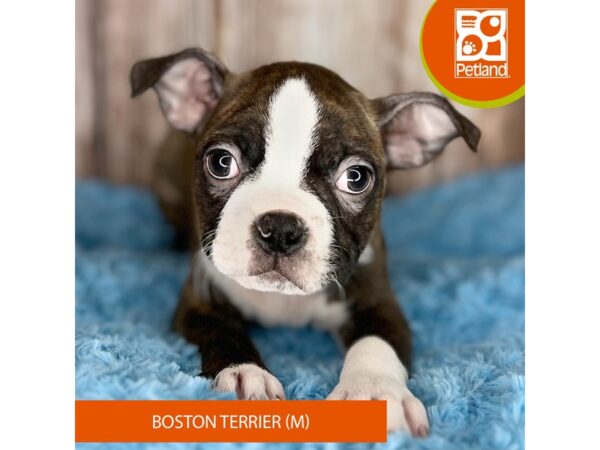 Boston Terrier-DOG-Male-Chocolate / White-8816-Petland Dayton, Ohio