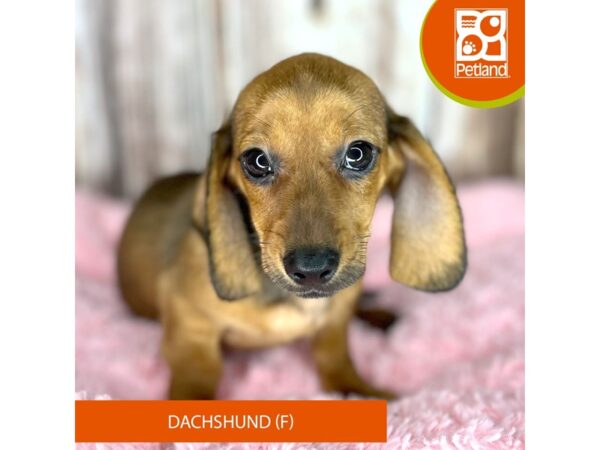 Dachshund-DOG-Female-Wild Boar-8814-Petland Dayton, Ohio