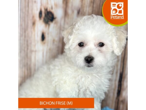 Bichon Frise DOG Male White 8813 Petland Dayton, Ohio