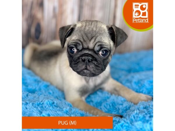 Pug Dog Male Fawn 8821 Petland Dayton, Ohio