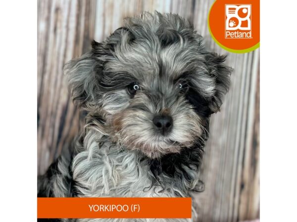 Yorkipoo Dog Female Blue Merle 8825 Petland Dayton, Ohio