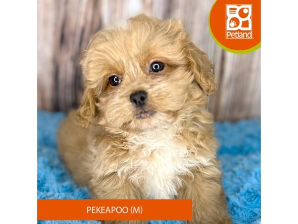 Pekeapoo DOG Male Red 8827 Petland Dayton, Ohio