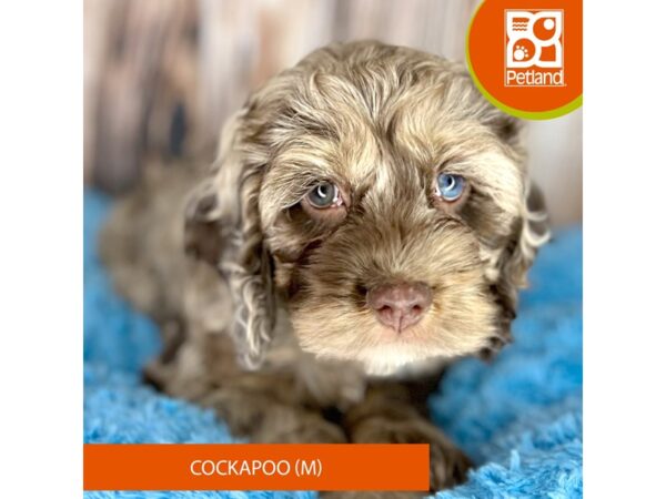 Cockapoo Dog Male chocolate merle 8828 Petland Dayton, Ohio